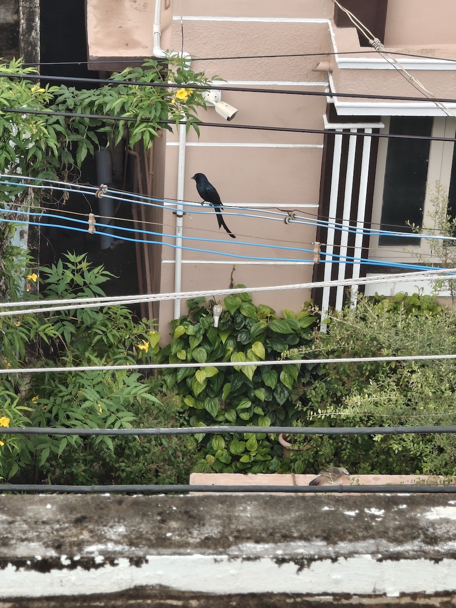 Black Drongo - ML646288314