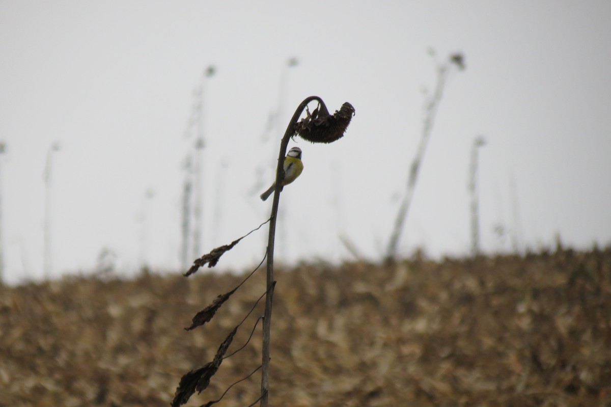 sýkora modřinka - ML646288316