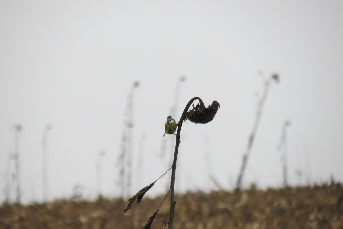 sýkora modřinka - ML646288317