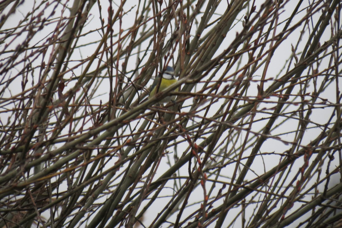 sýkora modřinka - ML646288318