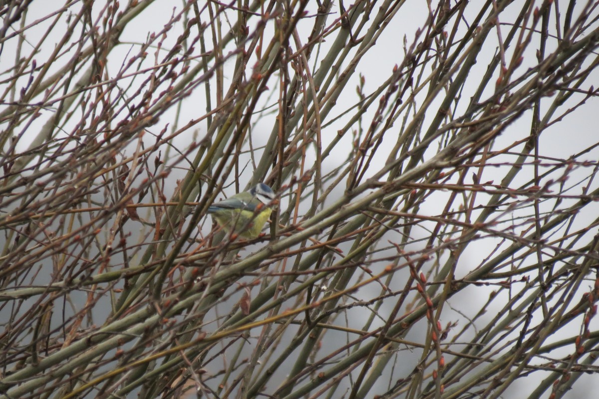 sýkora modřinka - ML646288319