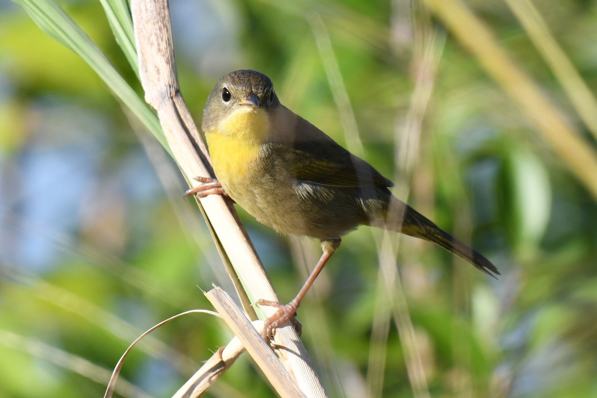 Common Yellowthroat - ML646288320