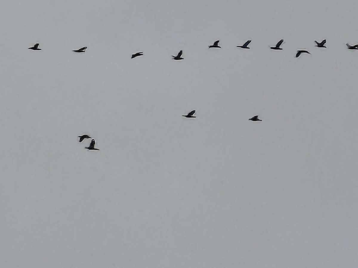 鸕鷀科 - ML646288321