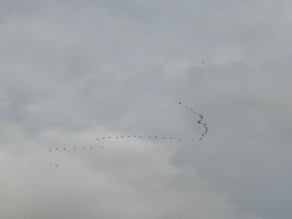 鸕鷀科 - ML646288322