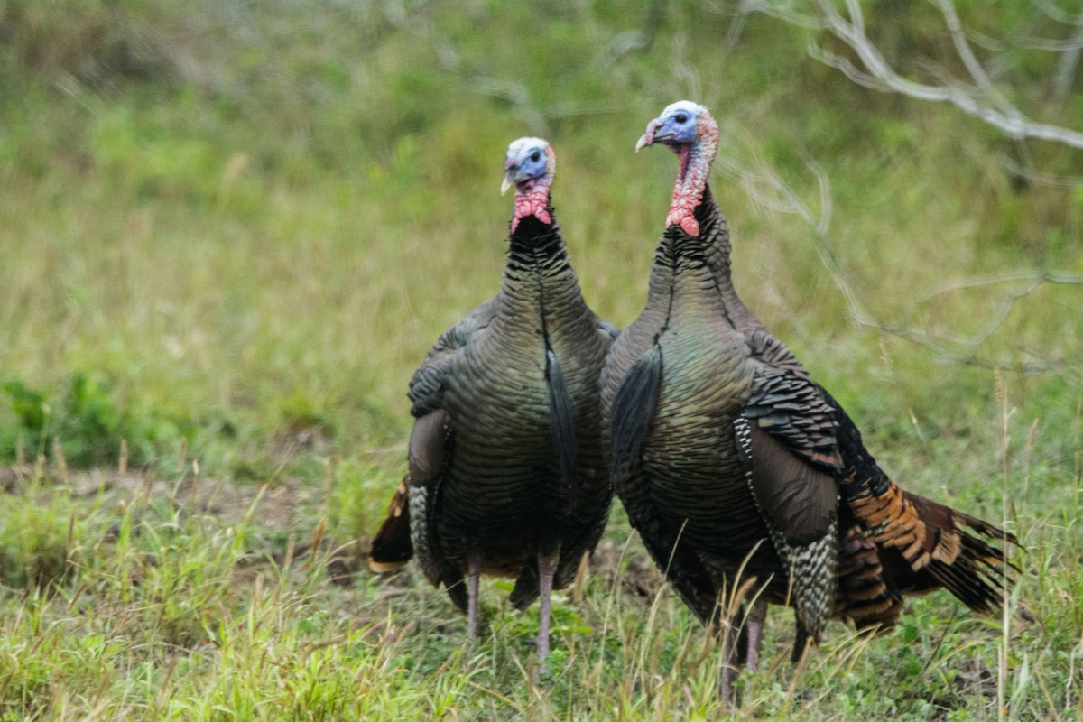 Wild Turkey - ML646288325
