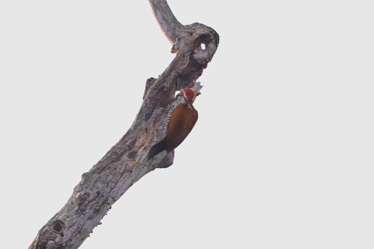 Greater Flameback - ML646288332