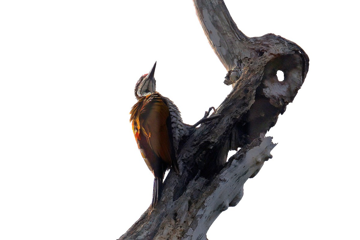 Greater Flameback - ML646288333