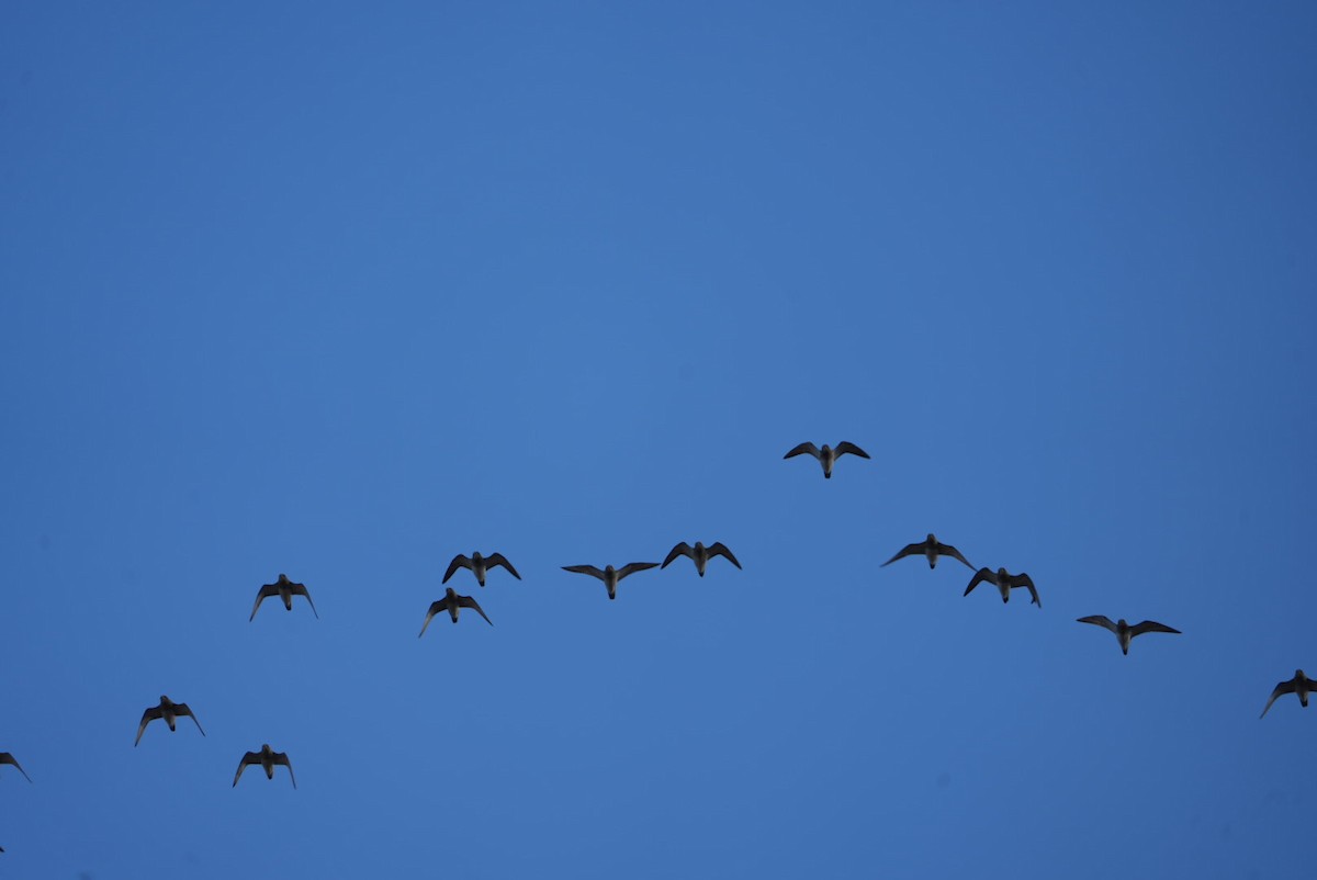 Сивка звичайна - ML646288334