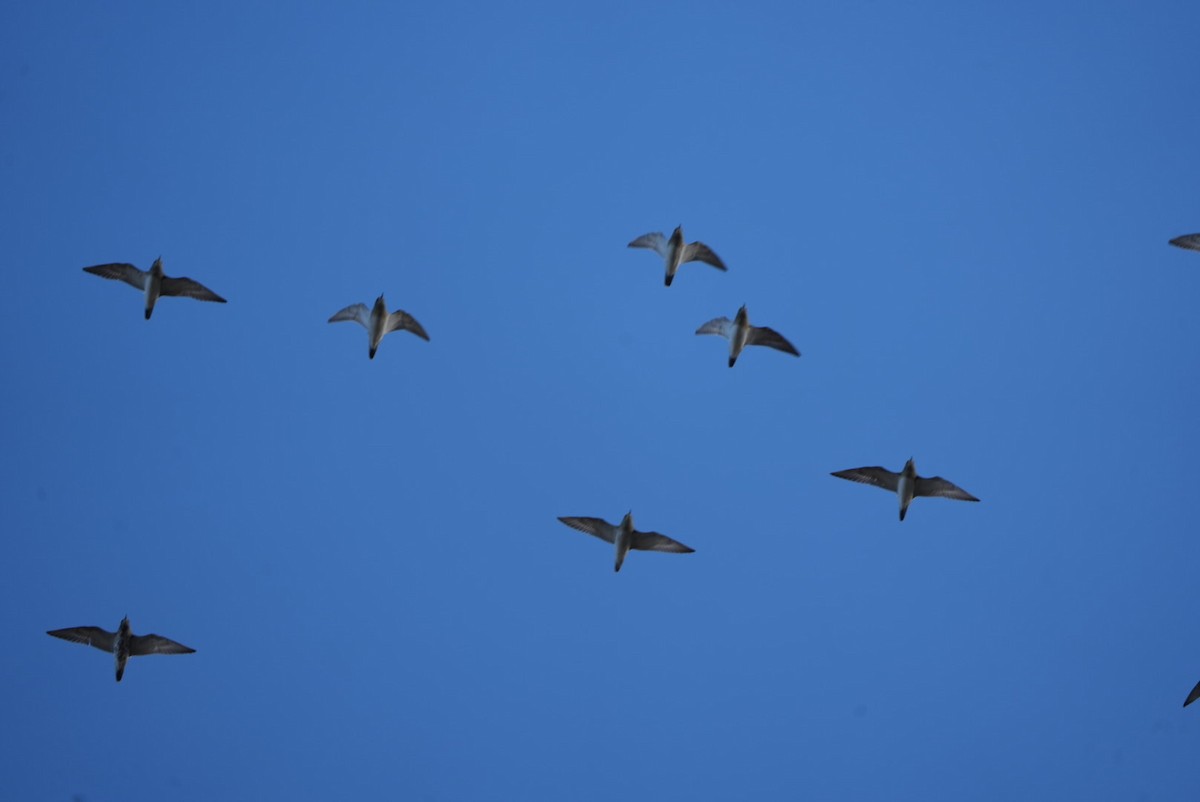 Сивка звичайна - ML646288335