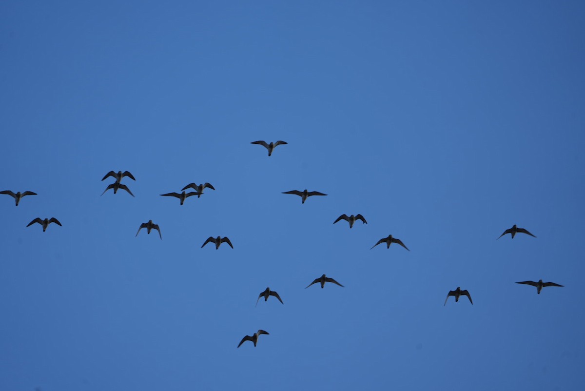 Сивка звичайна - ML646288336