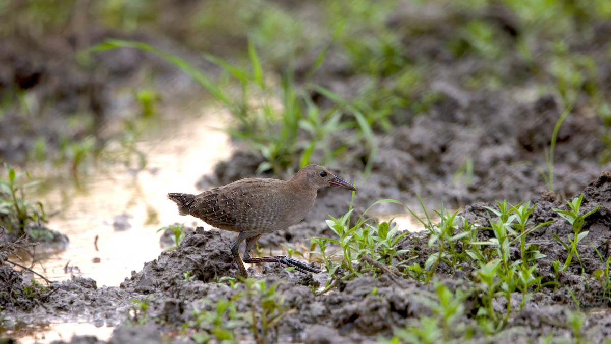 Slaty-breasted Rail - ML646288337