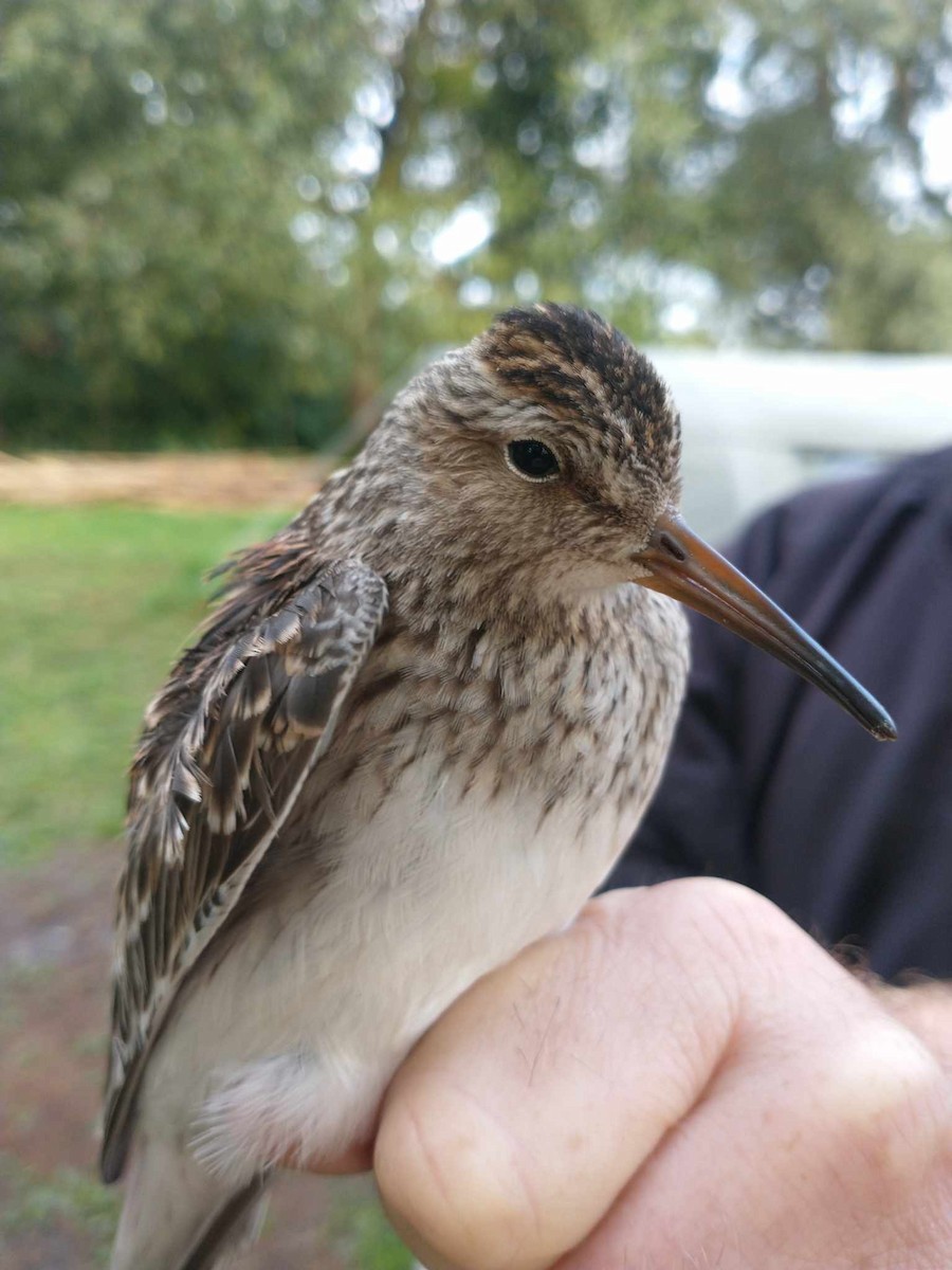 jespák skvrnitý - ML646288348