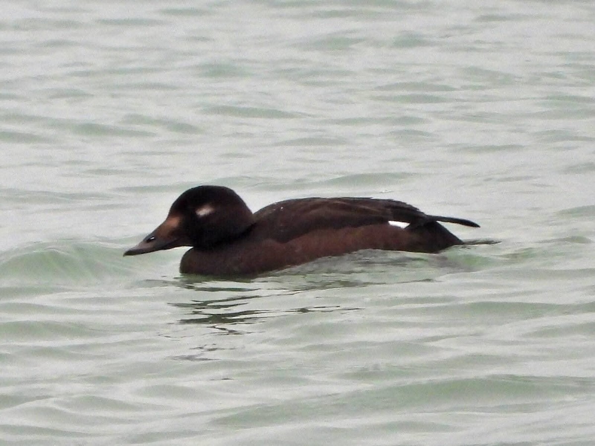 turpan kanadský - ML646288349