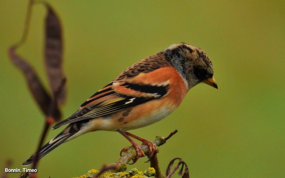 Brambling - ML646288350
