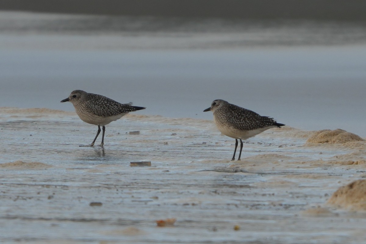 Black-bellied Plover - ML646288352