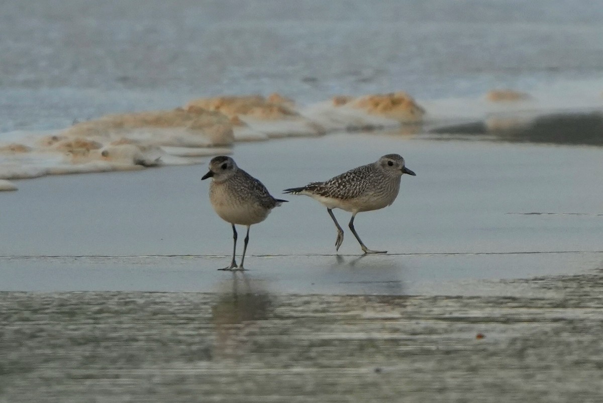 Black-bellied Plover - ML646288353