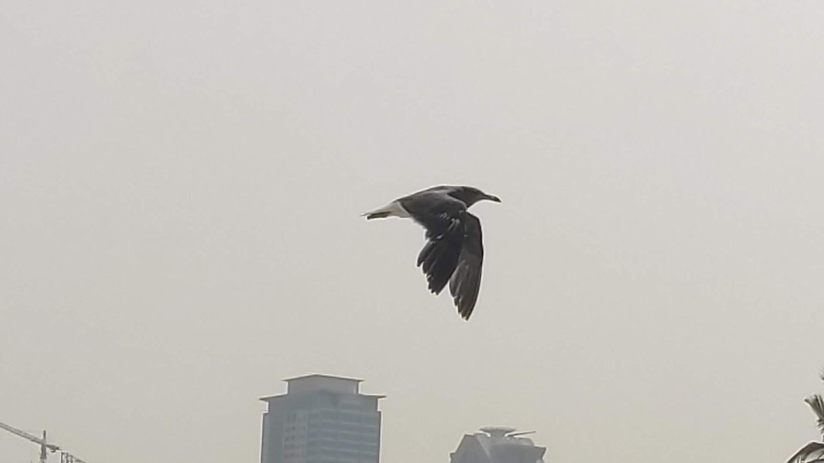 Sooty Gull - ML646288356