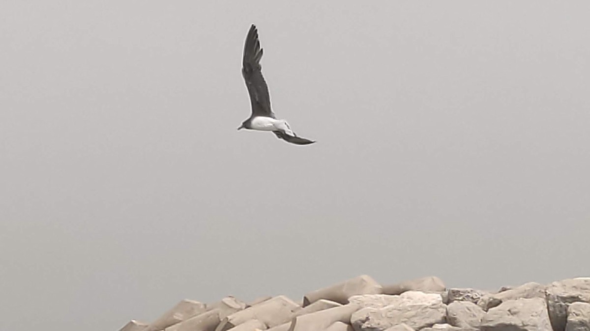 Sooty Gull - ML646288357