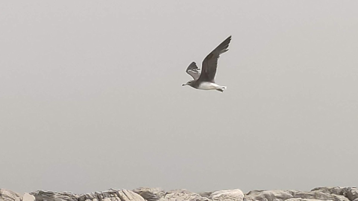 Sooty Gull - ML646288358
