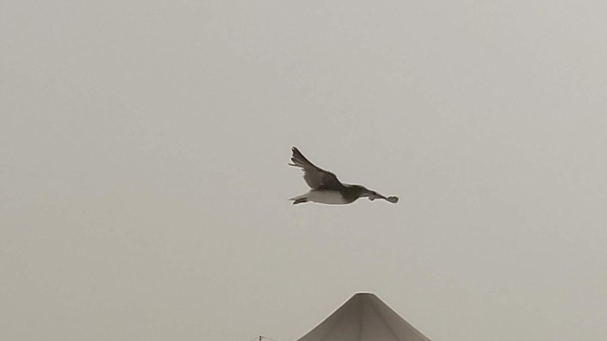 Sooty Gull - ML646288359