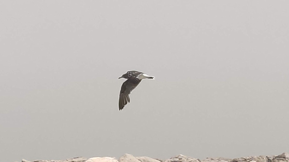 Sooty Gull - ML646288360