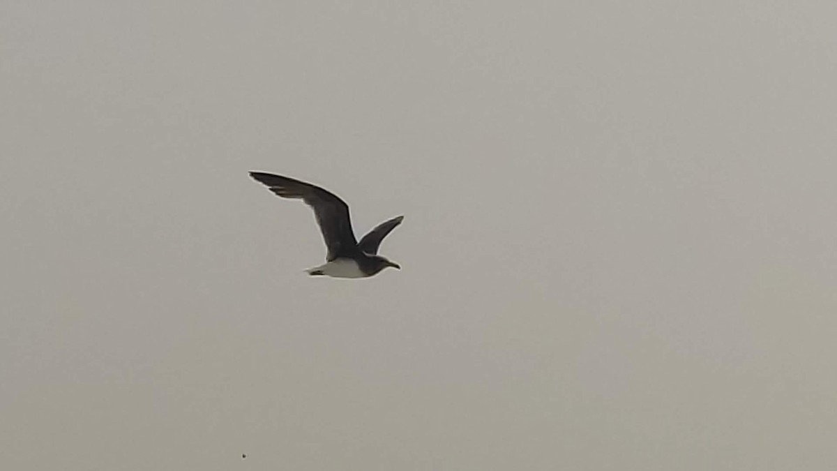 Sooty Gull - ML646288361