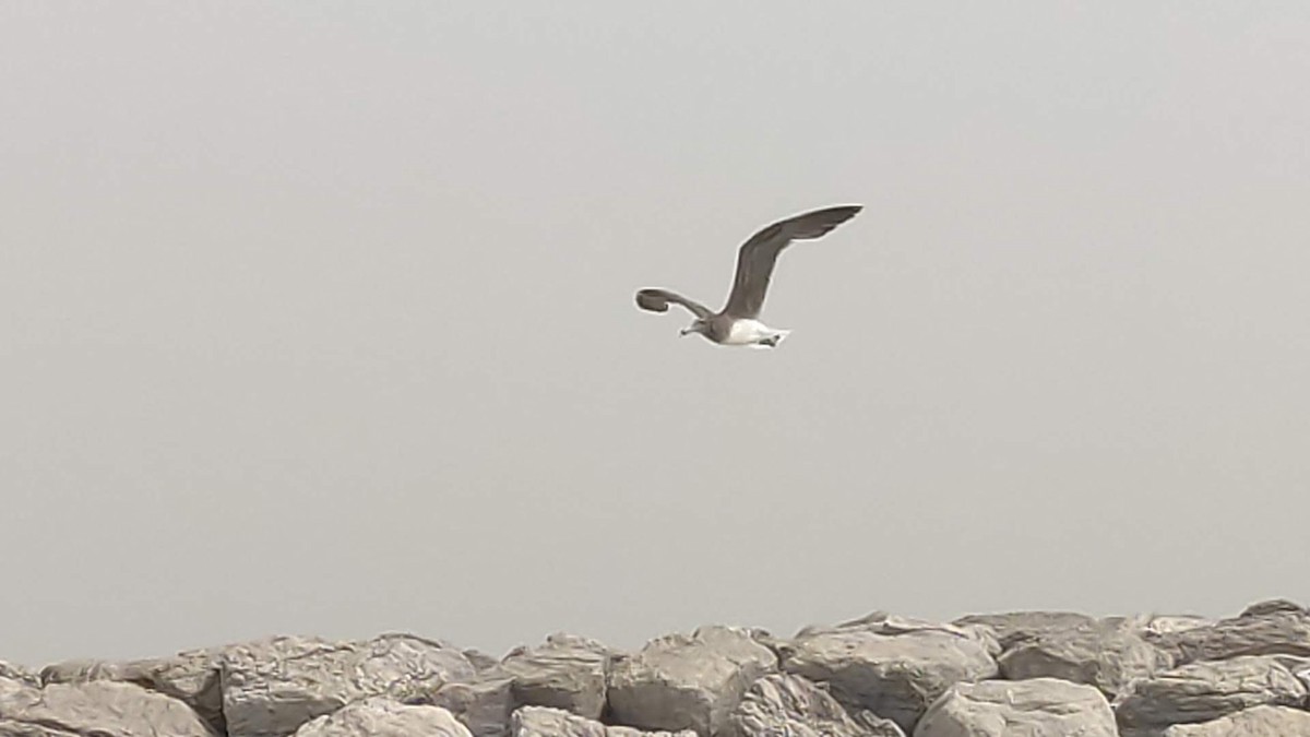 Sooty Gull - ML646288362