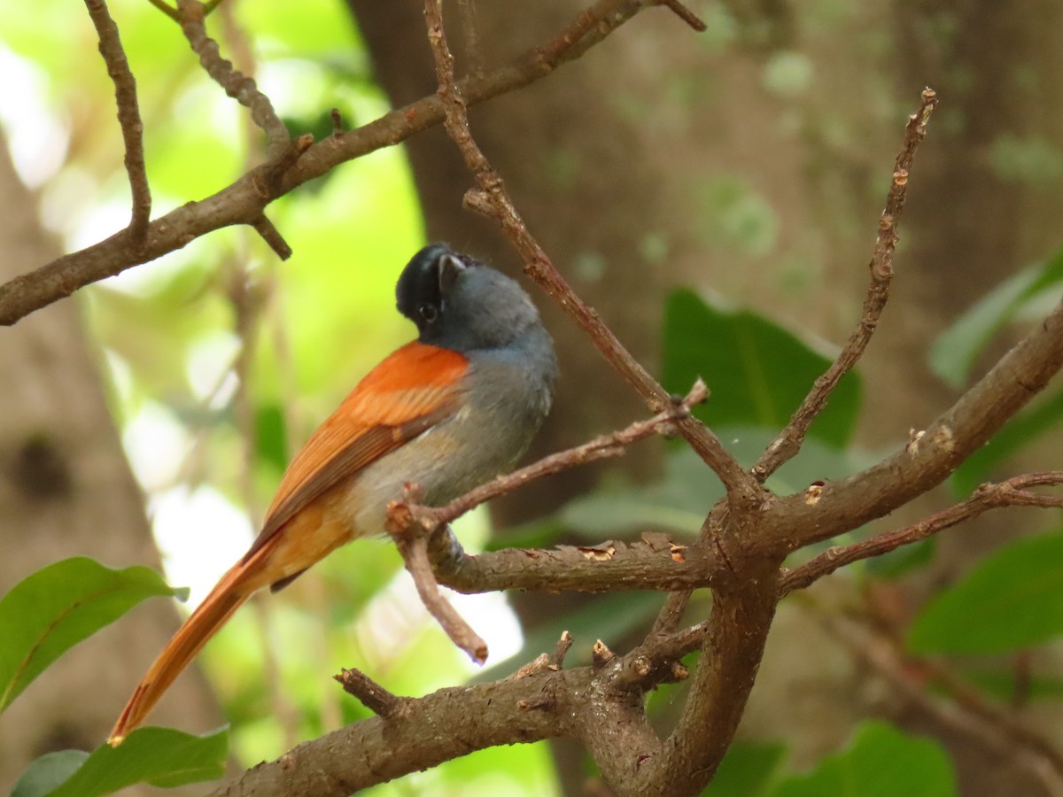 African Paradise-Flycatcher - ML646288364