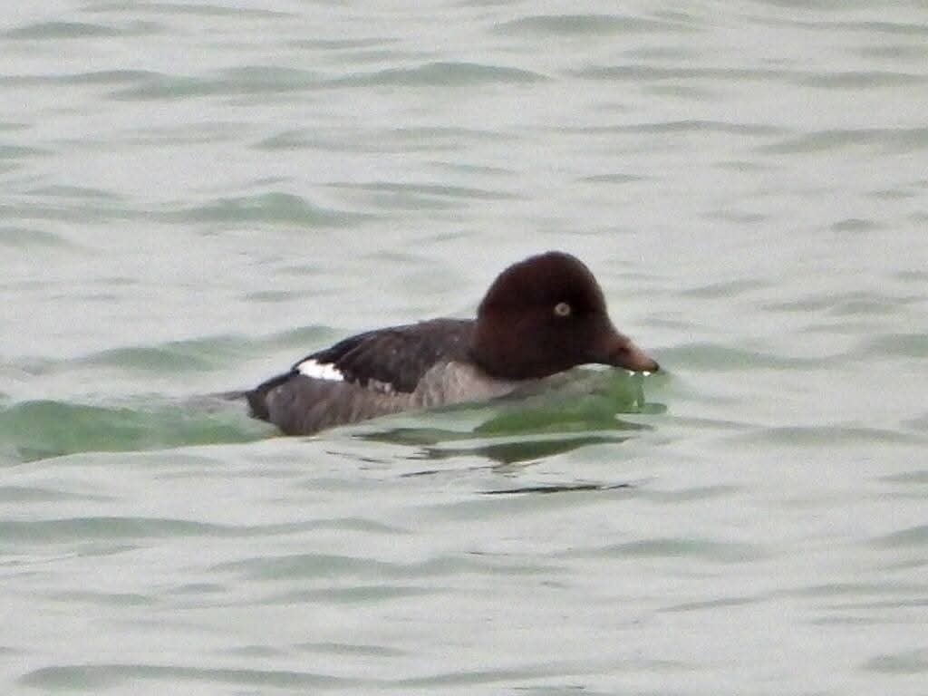 hohol severní - ML646288369