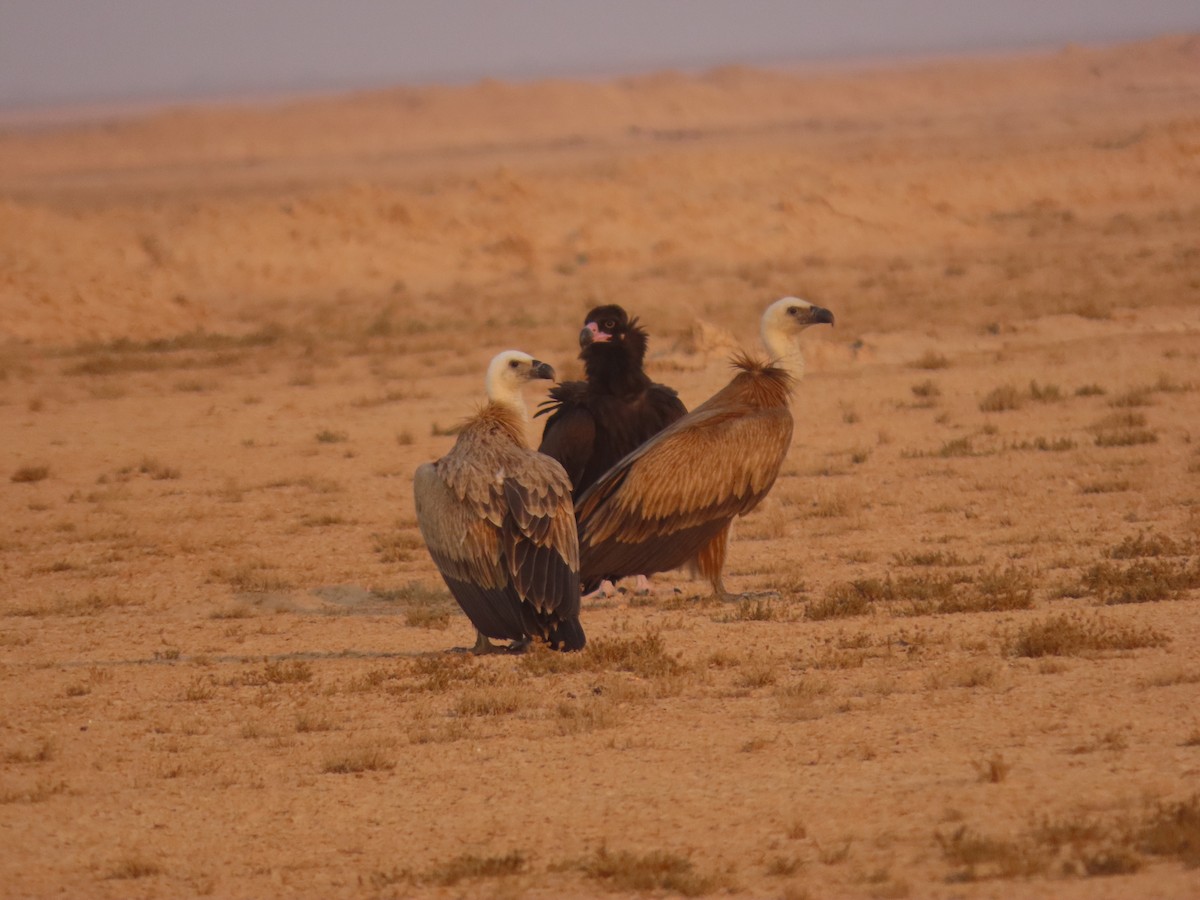 sup hnědý - ML646288372