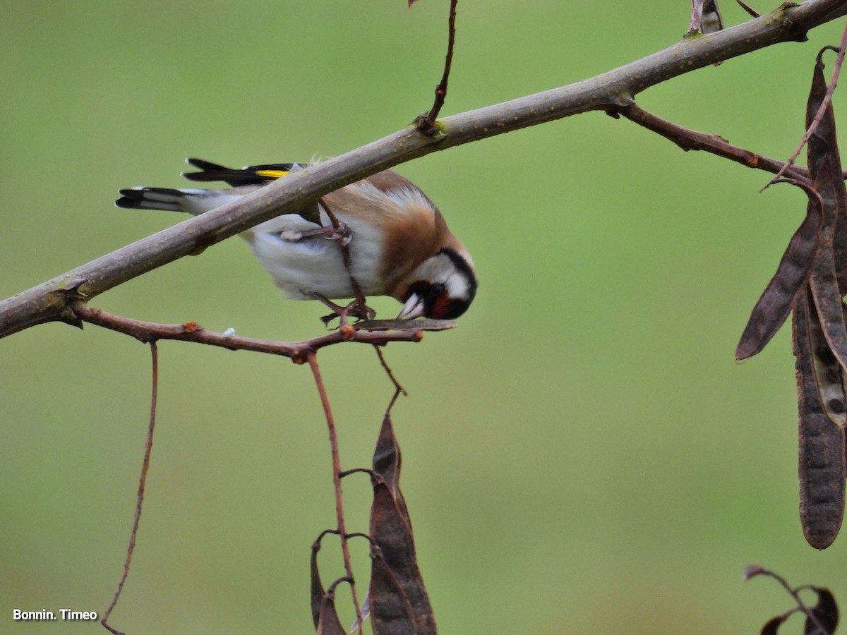 European Goldfinch - ML646288373