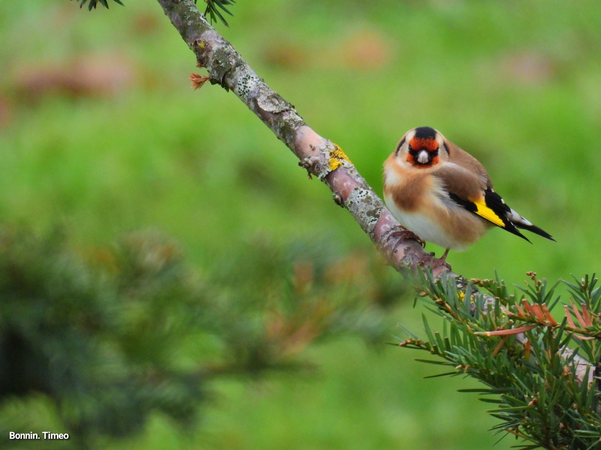 European Goldfinch - ML646288374
