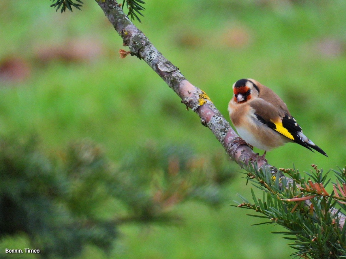 European Goldfinch - ML646288375