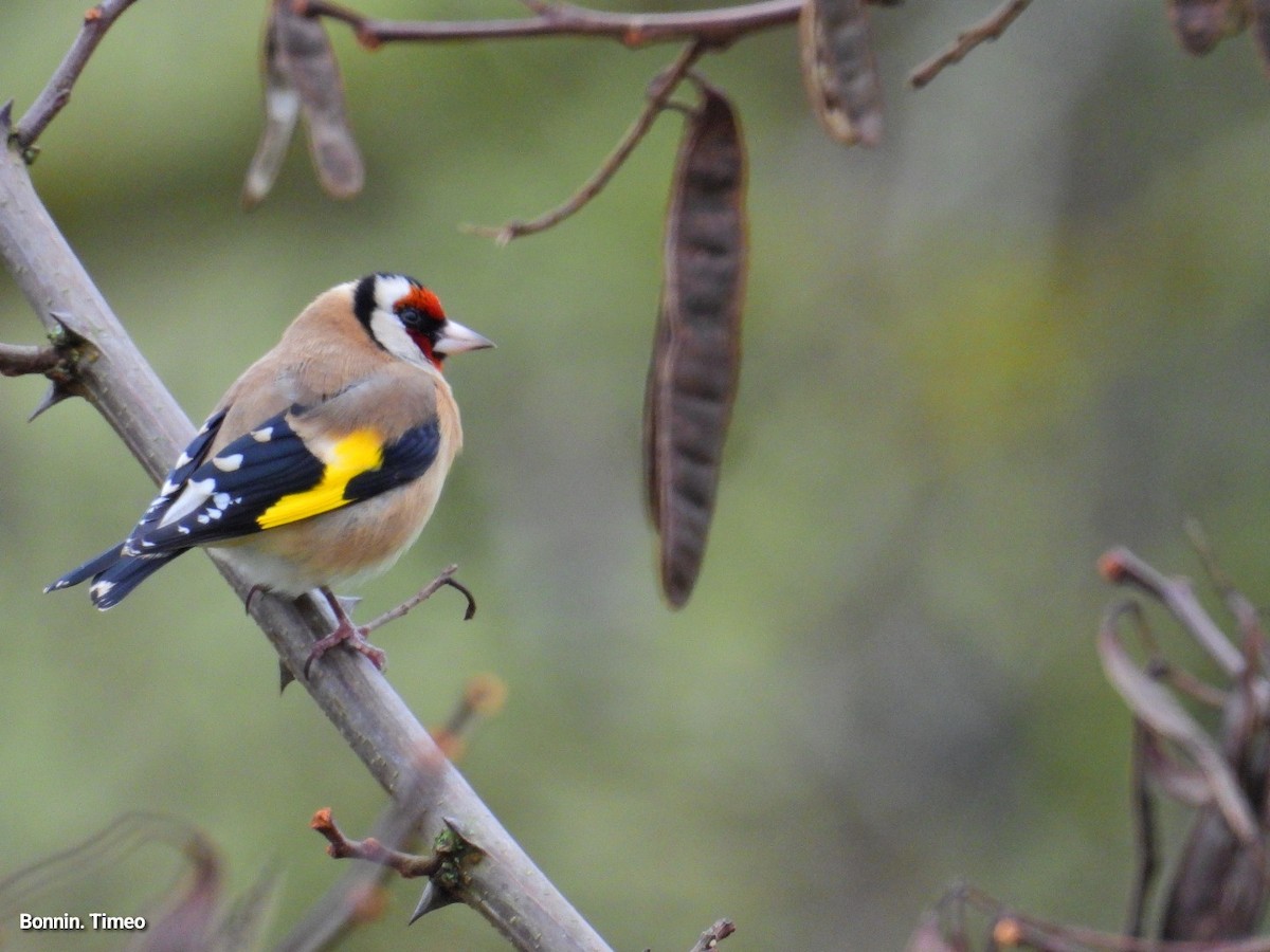 European Goldfinch - ML646288376