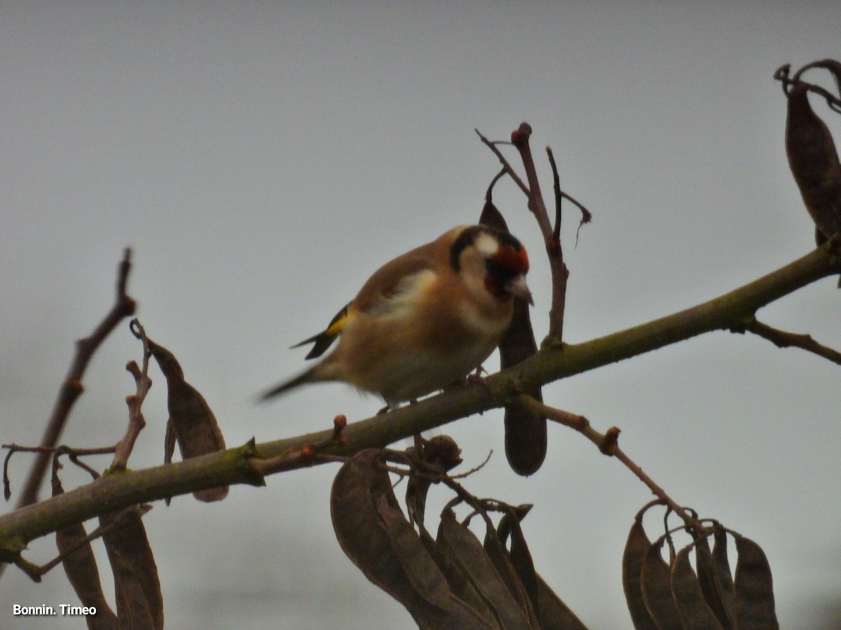 European Goldfinch - ML646288378
