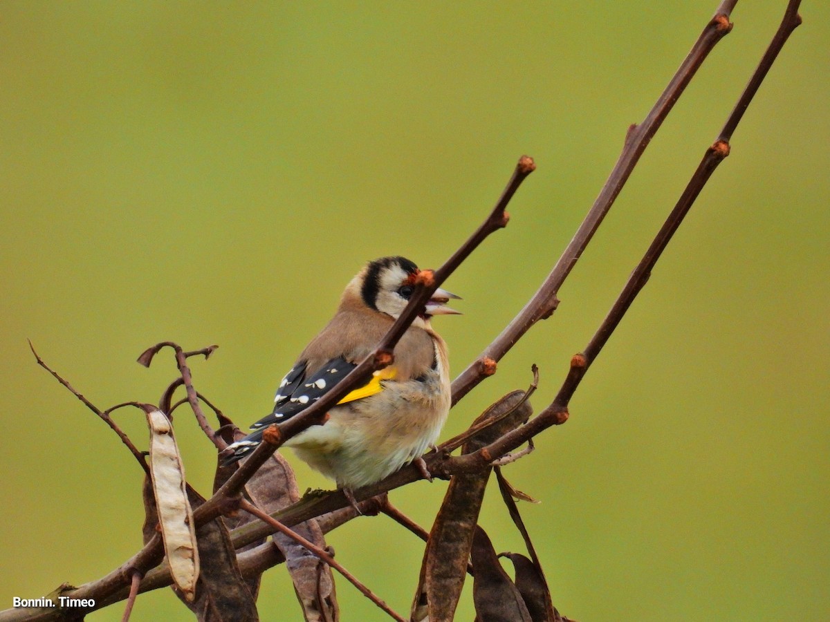 European Goldfinch - ML646288379