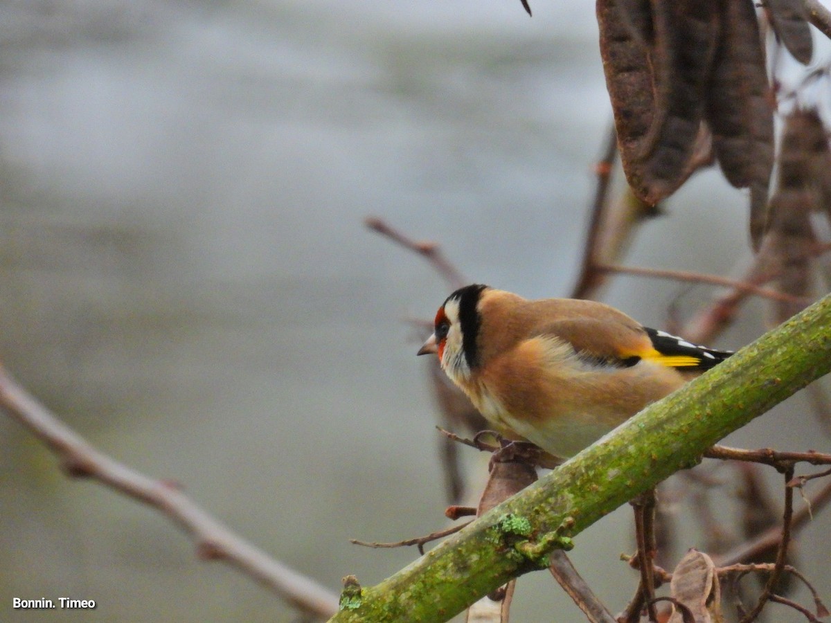 European Goldfinch - ML646288380