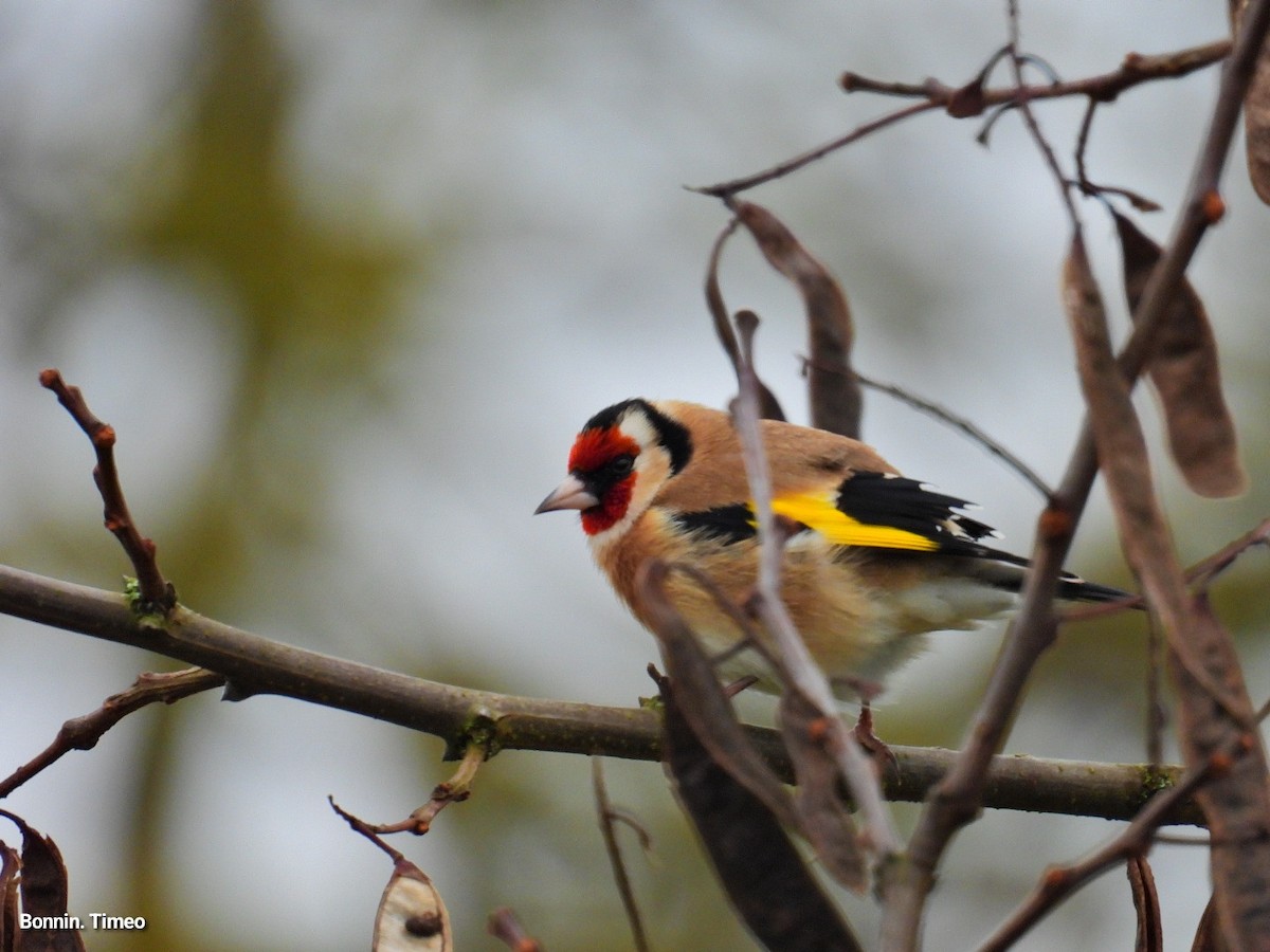 European Goldfinch - ML646288381