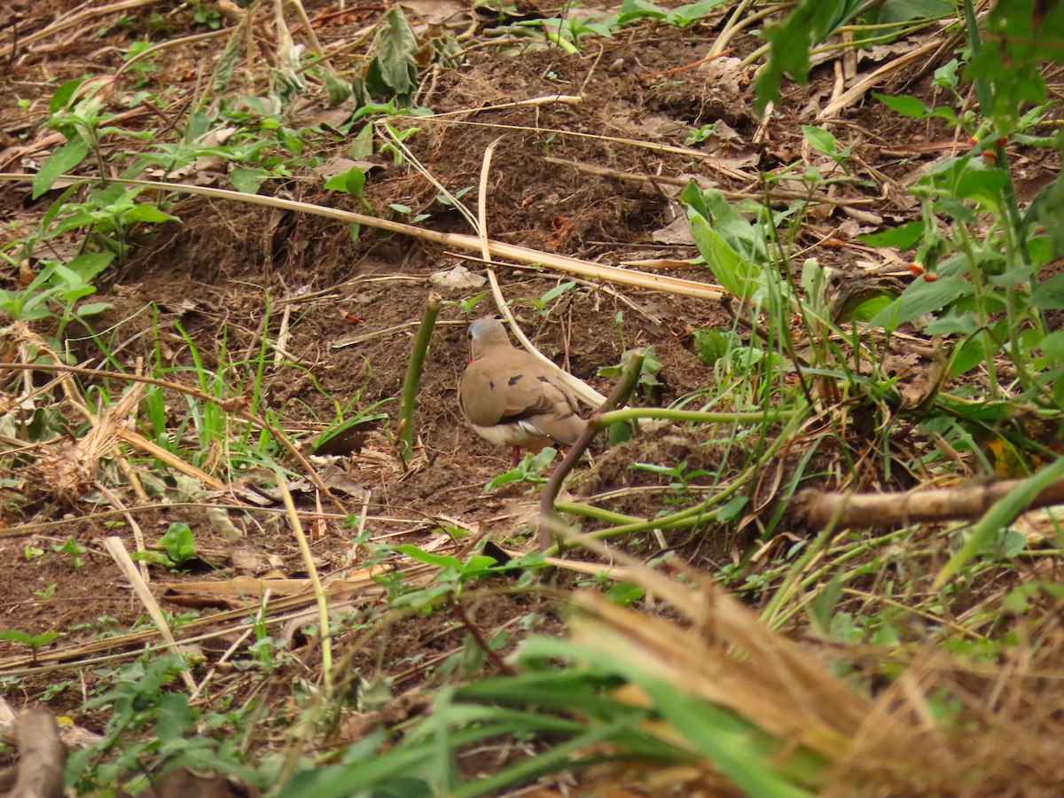 アオフバト - ML646288382