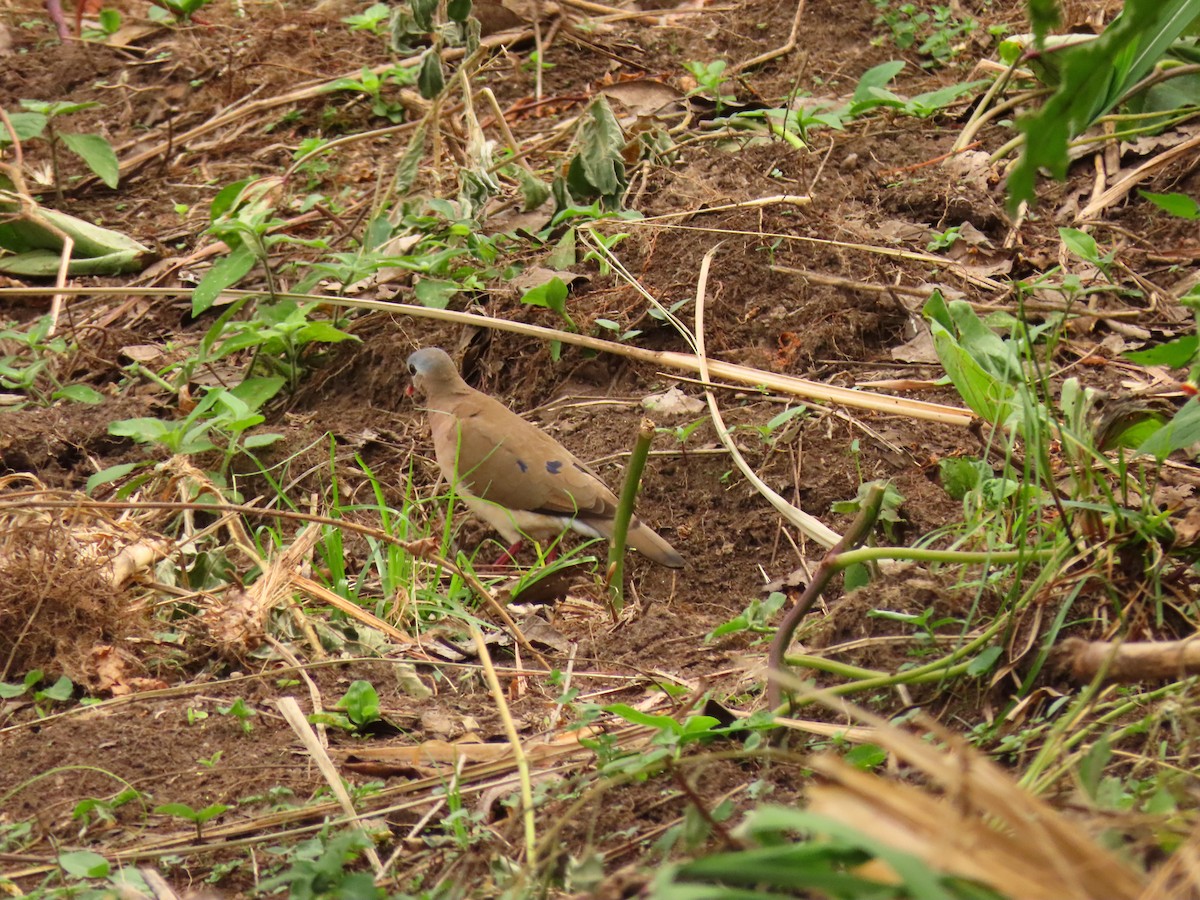 アオフバト - ML646288383