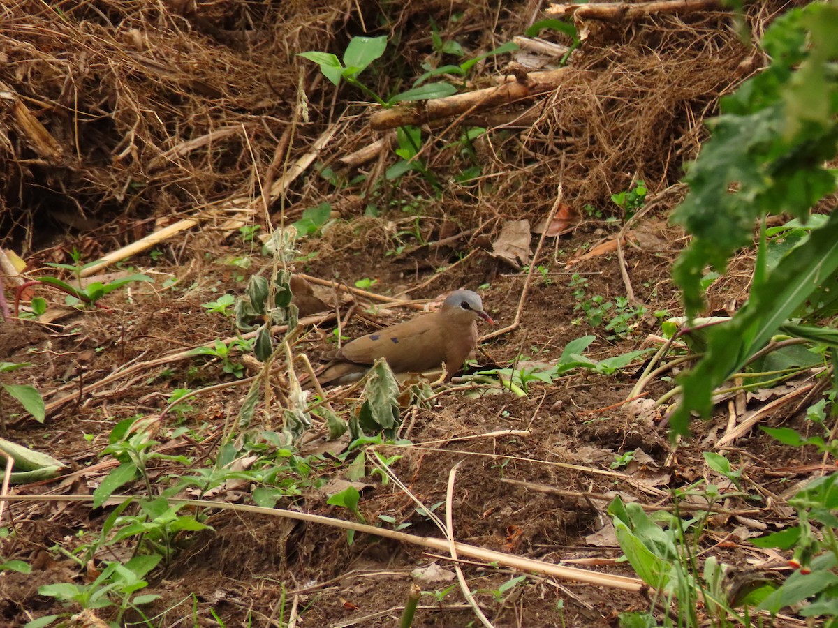 アオフバト - ML646288384