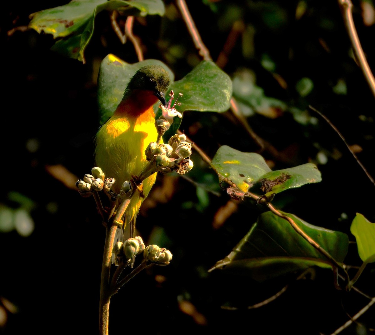 Ruby-cheeked Sunbird - ML646288385