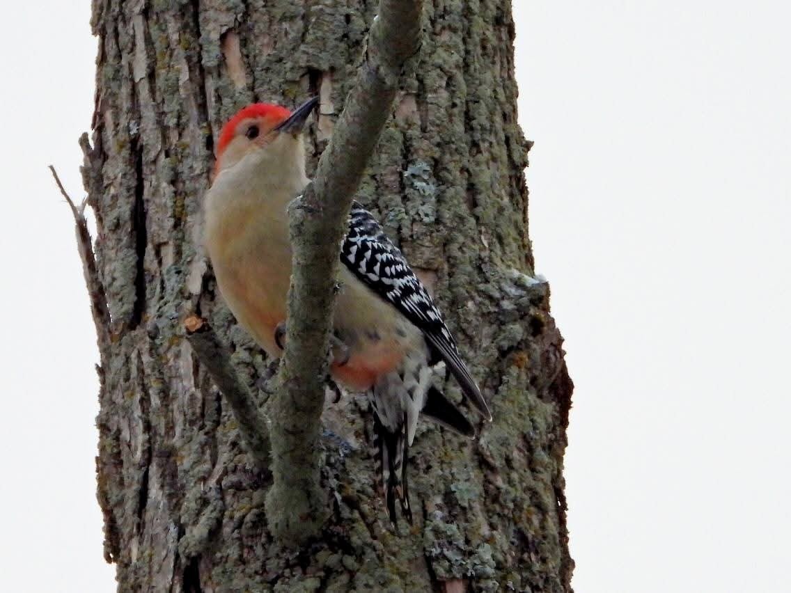 datel karolínský - ML646288387