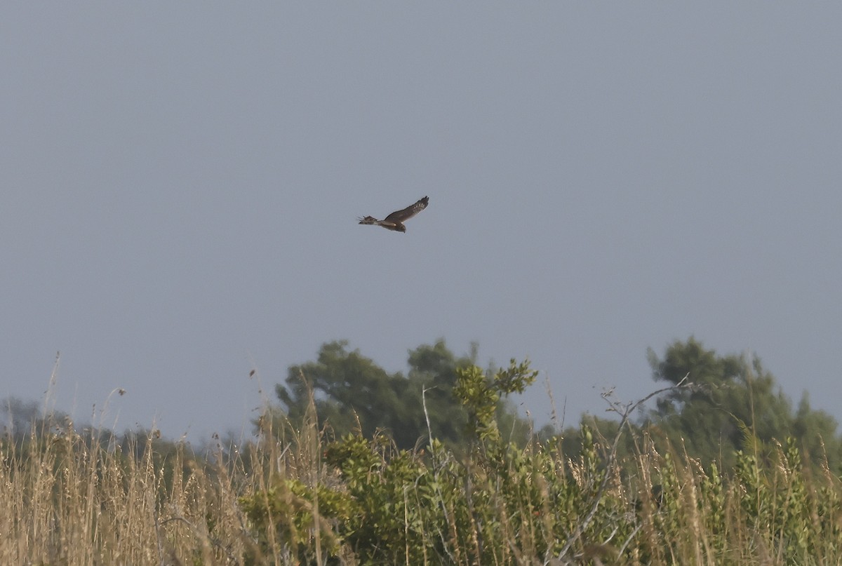Northern Harrier - ML646288397