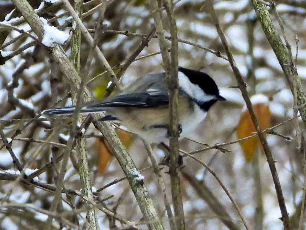 sýkora černohlavá - ML646288398