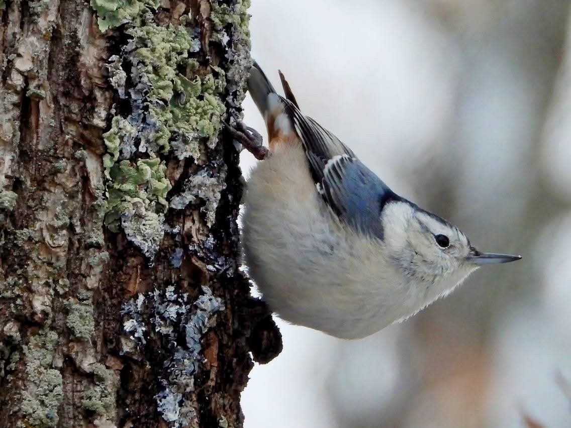 brhlík běloprsý - ML646288400