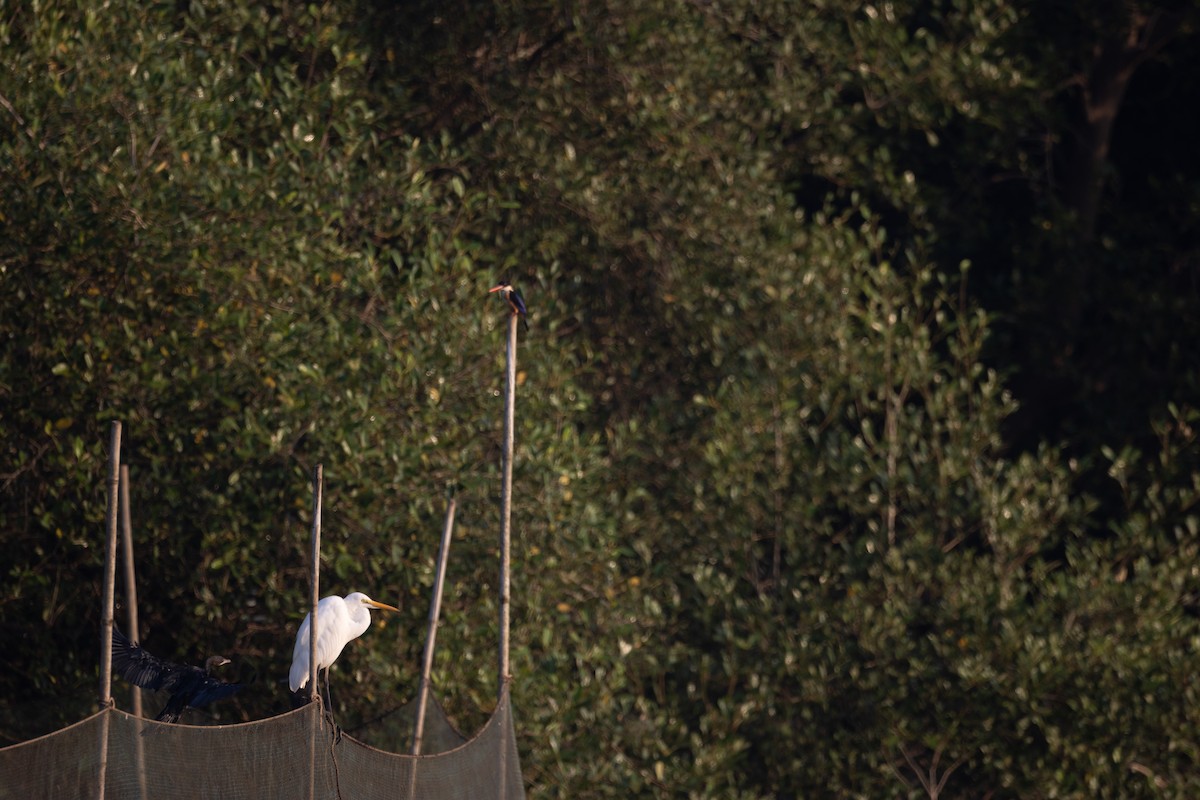 Kara Başlıklı Yalıçapkını - ML646288402