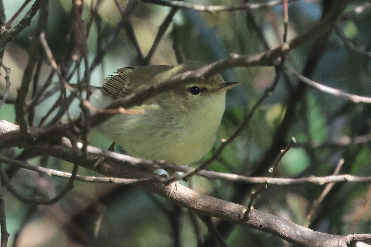 Green Warbler - ML646288403