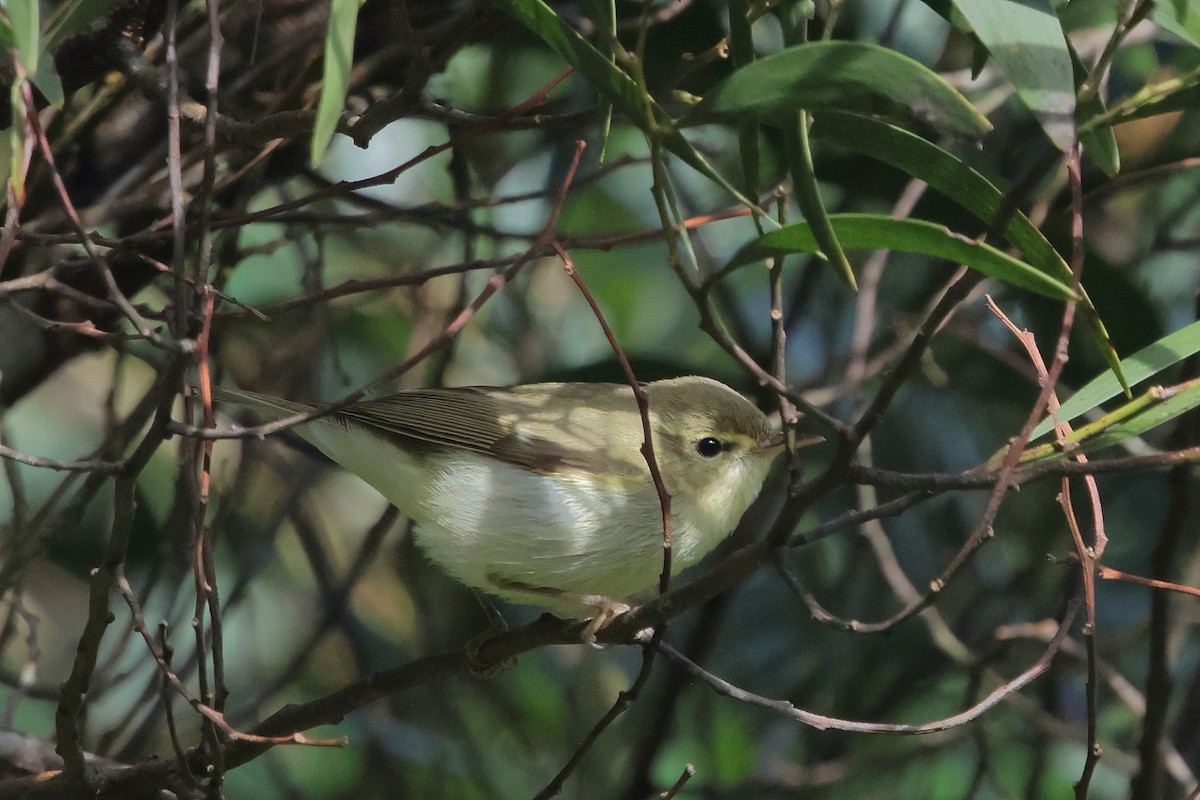 Green Warbler - ML646288404