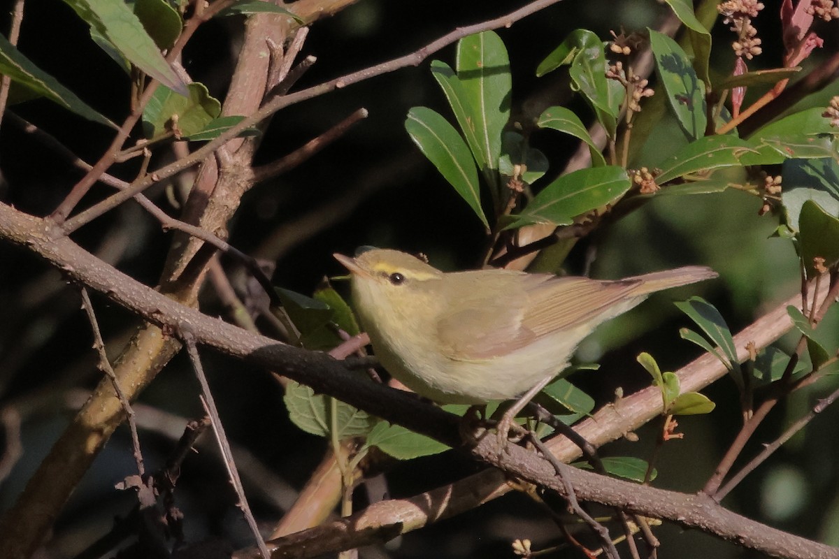 Green Warbler - ML646288405